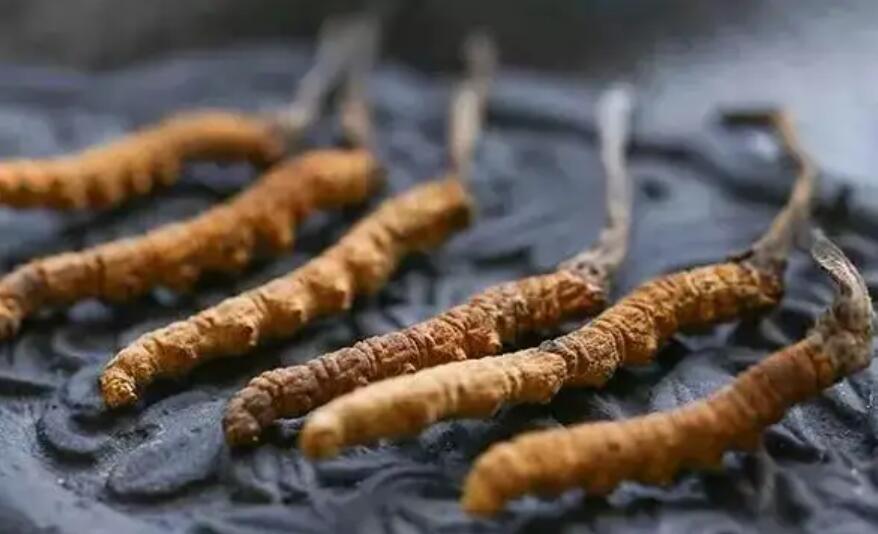 冬蟲夏草這么吃法，可以補腎活血，延緩衰老！