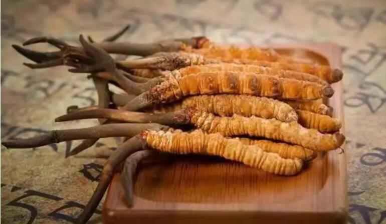 冬蟲夏草藥用價值怎么樣?冬蟲夏草營養價值真那么高嗎