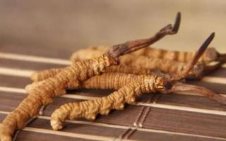 新鮮冬蟲夏草哪里有賣？哪里可以買到新鮮的冬蟲夏草？