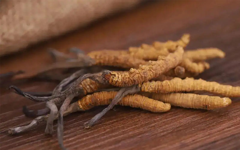 不同產地冬蟲夏草價格差別大嗎？