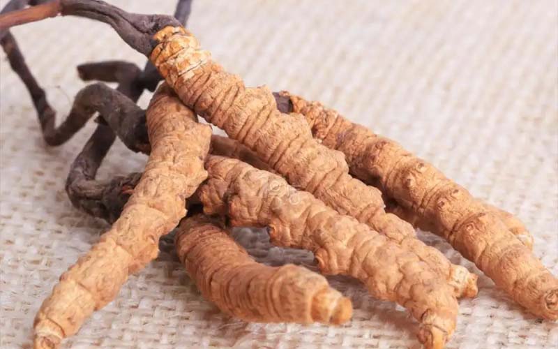 青海冬蟲夏草產地分布?