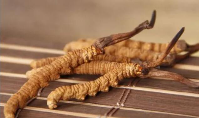 新鮮真假冬蟲夏草辨別方式？