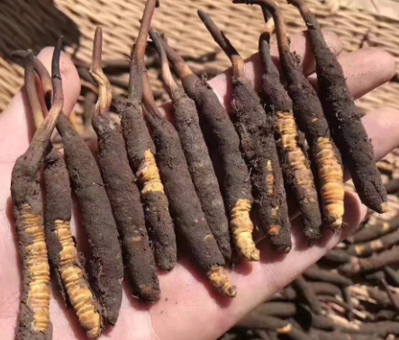 <a href=http://www.dongtai1982.com/xinxian/ target=_blank class=infotextkey>新<a href=http://www.dongtai1982.com/xinxian/ target=_blank class=infotextkey>鮮冬蟲(chóng)夏草</a></a>