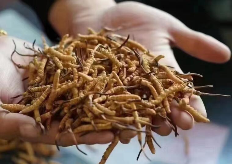 新鮮冬蟲夏草怎么洗最好？新鮮冬蟲夏草怎么清洗？