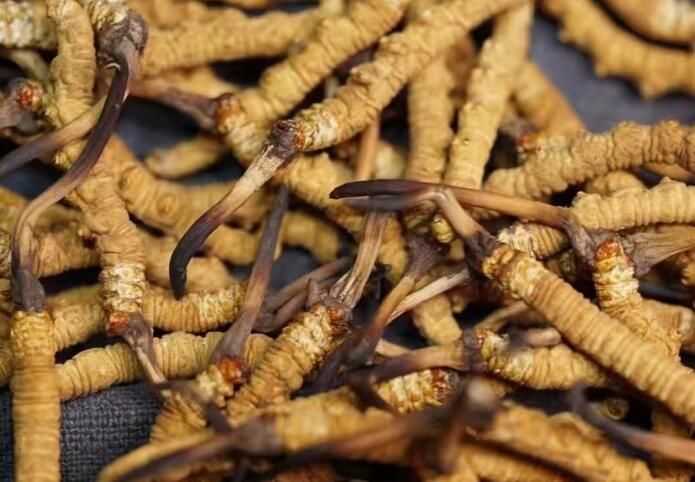 <a href=http://www.dongtai1982.com/sdph/dqt/ target=_blank class=infotextkey>東強堂</a>冬蟲夏草