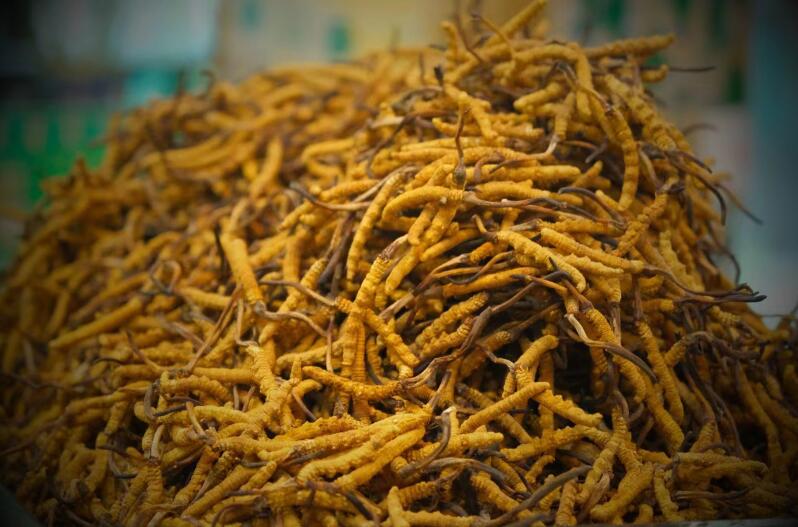 冬蟲(chóng)夏草的產(chǎn)量為何一年不如一年呢？