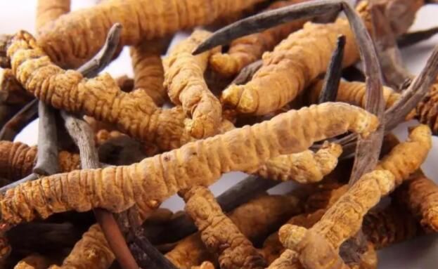 <a href=http://www.dongtai1982.com/chifa/ target=_blank class=infotextkey>冬蟲夏草的吃法</a>