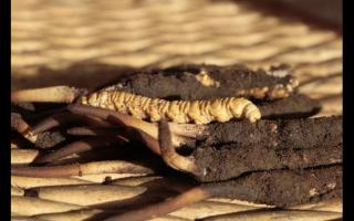 如何通過聞來識別高品質的冬蟲夏草