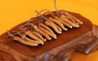 教你挑選最優質的冬蟲夏草