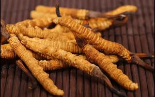 冬蟲夏草為何要購買新草？