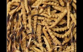 應該利用冬蟲夏草的道地性來發(fā)展產(chǎn)業(yè)