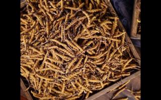 采購(gòu)冬蟲(chóng)夏草的技巧，快來(lái)一探究竟！