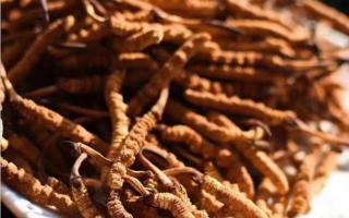 購買大量的冬蟲夏草時(shí)應(yīng)該怎么保存？