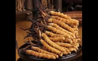 冬蟲夏草的植物形態和生長環境