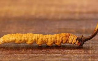 “保健佳品，新鮮冬蟲夏草VS普通干草，你知道區別嗎？