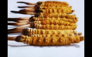 干草和新鮮冬蟲(chóng)夏草有什么本質(zhì)區(qū)別？如何分辨？