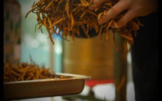 大小不一的冬蟲夏草品質會有所不同嗎？