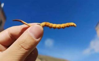 冬蟲夏草顏色為何會(huì)不同？