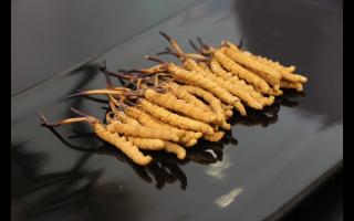 吃冬蟲(chóng)夏草有哪些禁忌呢？