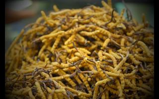 冬蟲(chóng)夏草的采集方式和常見(jiàn)的加工方法