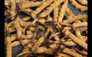 冬蟲(chóng)夏草的產(chǎn)量為何一年不如一年呢？