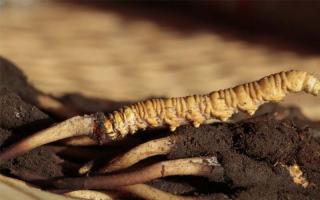 劣質冬蟲夏草對身體有壞處嗎？