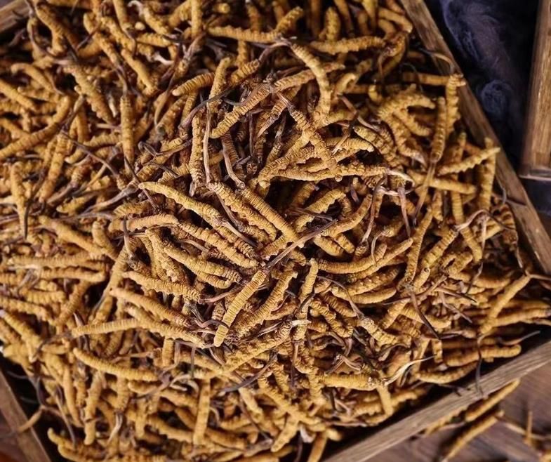 冬蟲(chóng)夏草和白蟲(chóng)草有什么區(qū)別?