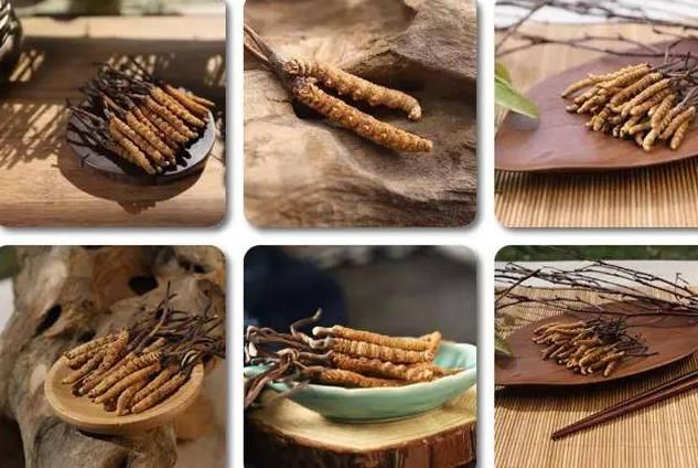 冬蟲(chóng)夏草和白蟲(chóng)草有什么區(qū)別?