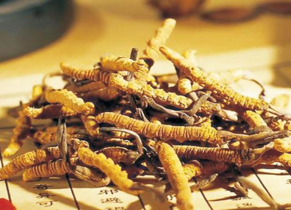 冬蟲夏草干草和鮮草的吃法上的區別