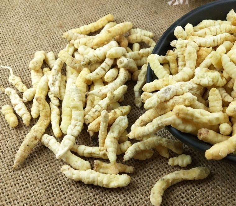 冬蟲(chóng)夏草和白蟲(chóng)草有什么區(qū)別?