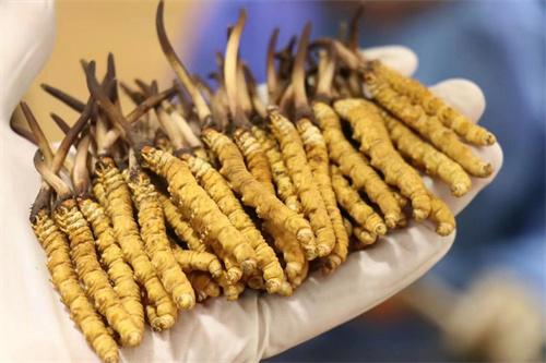 冬蟲夏草和番木瓜搭配的吃法