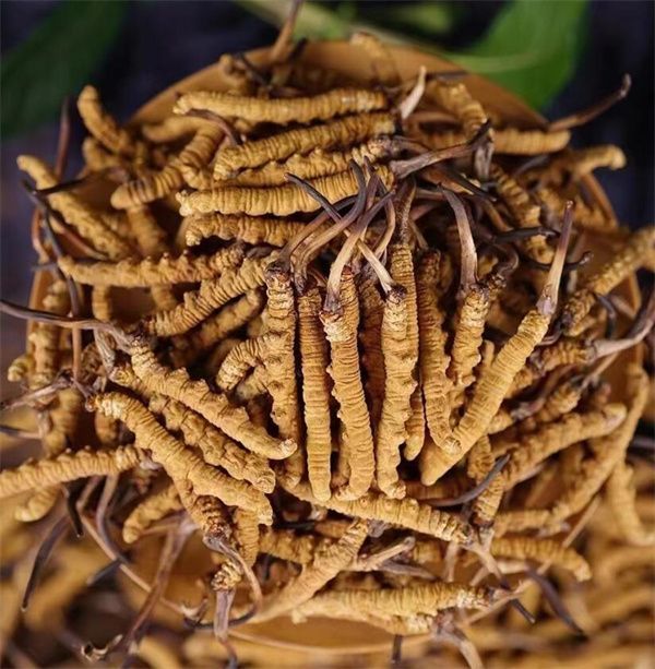 冬蟲(chóng)夏草的副作用及禁忌癥