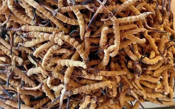 冬蟲夏草有什么作用?冬蟲夏草的10大作用