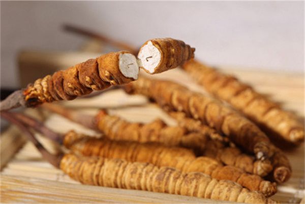 4種冬蟲夏草的食用方法充分發揮其保健和治療作用