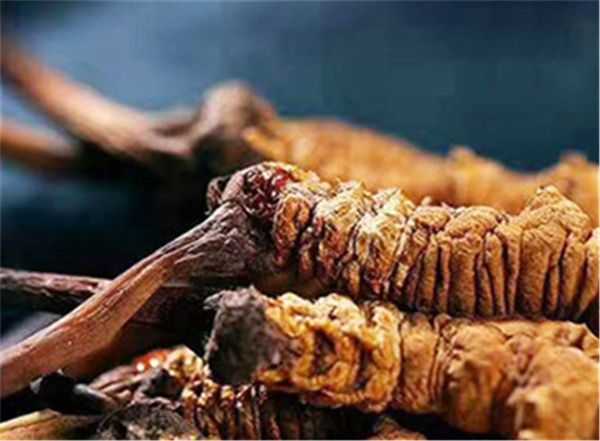 怎么挑選冬蟲夏草 優質的冬蟲夏草看這6個方面