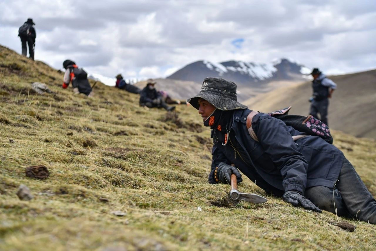 2.99萬公斤！那曲市冬蟲夏草產量創新高