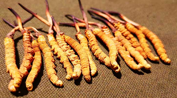 西藏自治區林業和草原局關于委托實施 出售國家二級保護野生植物冬蟲夏草 審批事項的通告