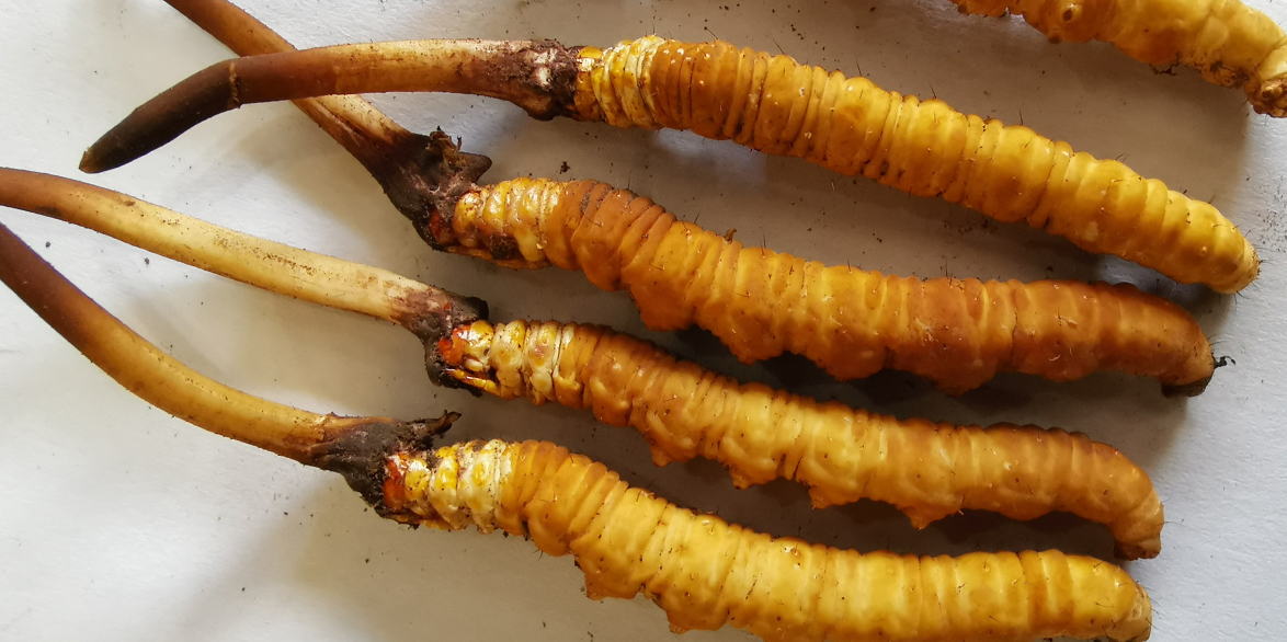 蟲草花炒肉——家常美味與健康的完美結合