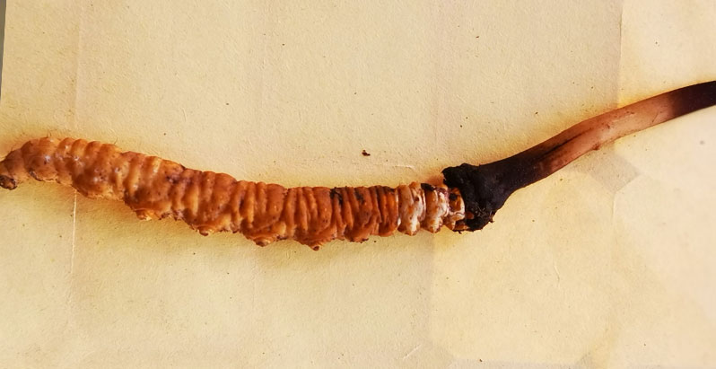 野生蟲草和人工蟲草藥效有區別嗎