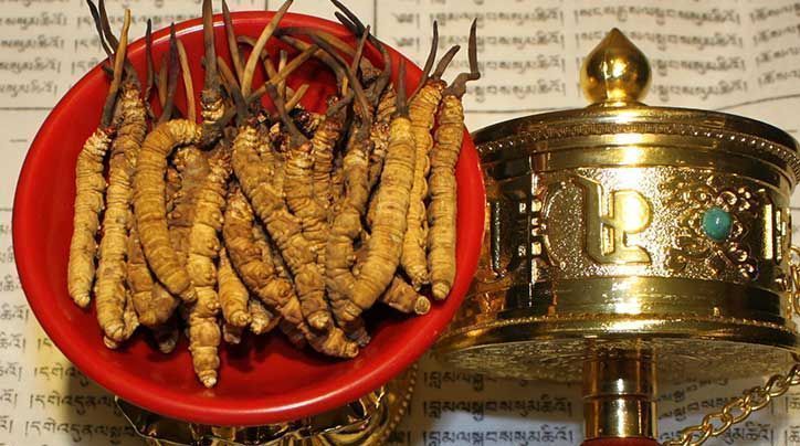 <a href=http://www.dongtai1982.com/ target=_blank class=infotextkey>那曲<a href=http://www.dongtai1982.com/ target=_blank class=infotextkey>冬蟲夏草</a></a>的有哪些藥用價值