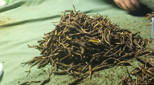 <a href=http://www.dongtai1982.com/xinxian/ target=_blank class=infotextkey>鮮冬蟲夏草</a>的正確食用方法指南