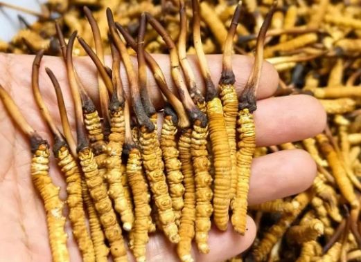 <a href=http://www.dongtai1982.com/sdph/zcw/ target=_blank class=infotextkey>珍草王冬蟲夏草</a>是真的嗎?