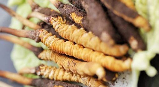 <a href=http://www.dongtai1982.com/xinxian/ target=_blank class=infotextkey>鮮冬蟲夏草</a>功效與食用方法詳解