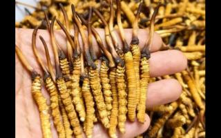 珍草王冬蟲夏草是真的嗎？揭秘珍稀藥材的真相