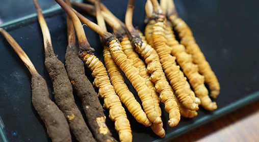 新鮮<a href=http://www.dongtai1982.com/jiage/ target=_blank class=infotextkey>冬蟲夏草價格</a>查詢