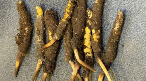 新鮮冬蟲夏草營養自然饋贈的營養寶庫