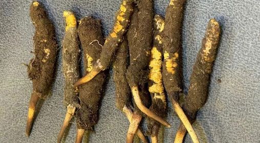 新鮮冬蟲夏草營養