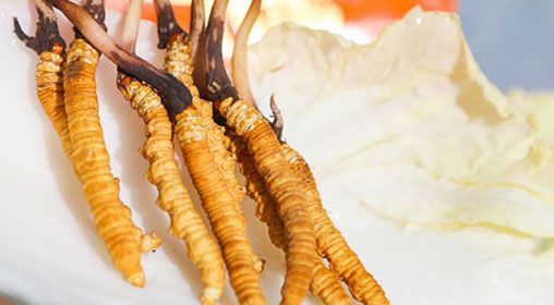 <a href=http://www.dongtai1982.com/xinxian/ target=_blank class=infotextkey>新<a href=http://www.dongtai1982.com/xinxian/ target=_blank class=infotextkey>鮮冬蟲夏草價格</a></a>  