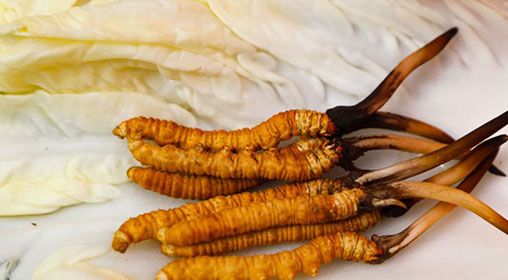 那曲雪域<a href=http://www.dongtai1982.com/xinxian/ target=_blank class=infotextkey>新<a href=http://www.dongtai1982.com/xinxian/ target=_blank class=infotextkey>鮮冬蟲(chóng)夏草</a></a>