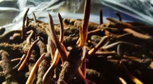 <a href=http://www.dongtai1982.com/xinxian/ target=_blank class=infotextkey>新<a href=http://www.dongtai1982.com/xinxian/ target=_blank class=infotextkey>鮮冬蟲夏草</a></a>排骨湯  